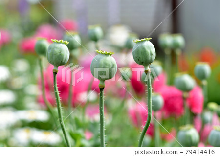 Green poppy pods without petals close-up. Green poppy pods without petals close-up. 79414416