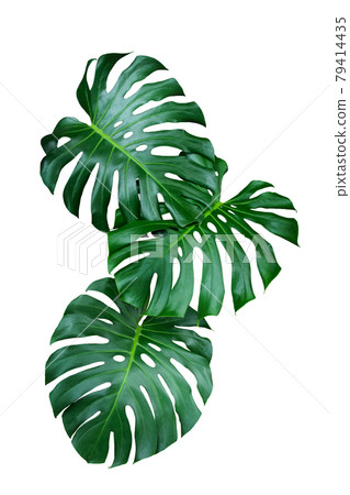 Green Leaf Monstera On White Background, Real Tropical Jungle Foliage Plants. Green Leaf Monstera On White Background, Real Tropical Jungle Foliage Plants. 79414435