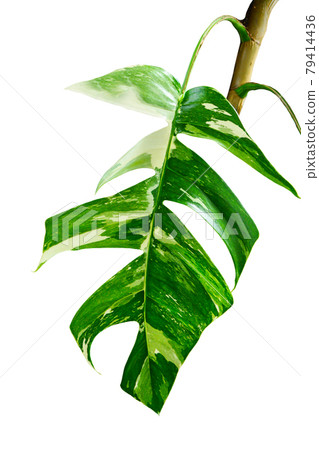 Green Leaf Epipremnum pinnatum On White Background, Real Tropical Jungle Foliage Plants. 79414436