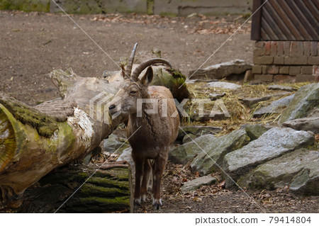 large fall on a mountain goat in an animal park. 79414804