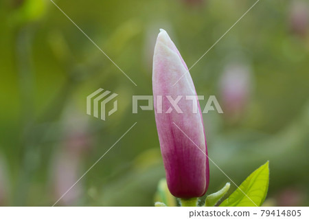 The flowering branch of the rodedron in the park 79414805