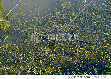 A snake with yellow spots on its head is crawling on the grass. A snake with yellow spots on its head is crawling on the grass. 79414849