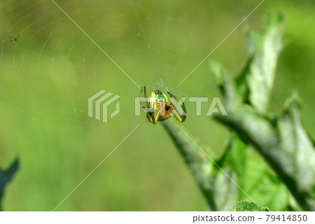 A small green spider on a web. A small green spider on a web. 79414850