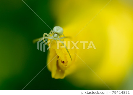 Small size spider on a flower. Small size spider on a flower. 79414851