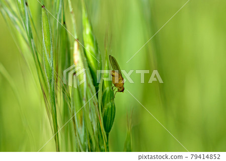 A small size yellow sits on an ear of wheat. A small size yellow sits on an ear of wheat. 79414852
