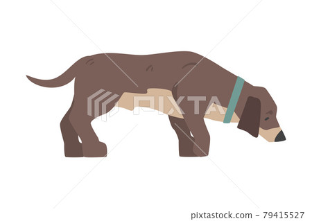 Dachshund Dog, Side View of Pet Animal with Dark Brown Coat Cartoon Vector Illustration 79415527