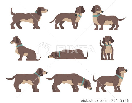 Dachshund Dog Set, Cute Pet Animal with Brown Coat in Various Poses Cartoon Vector Illustration 79415556