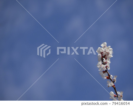 Spring natural background. Blooming white flowers on apricot branches against a blue sky. Empty space for inserting text. Early Spring concept Spring natural background. Blooming white flowers on apricot branches against a blue sky. Empty space for inserting text. Early Spring concept 79416054