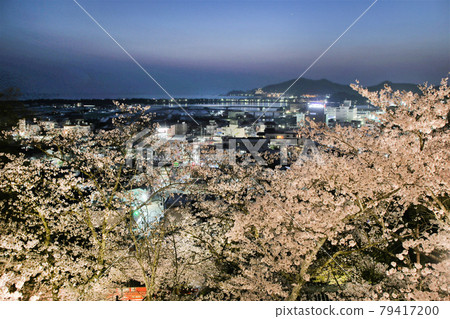 Night cherry blossoms Kimiidera Wakayama city Night cherry blossoms Kimiidera Wakayama city 79417200
