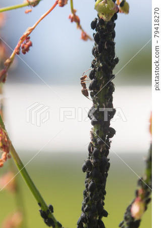 Aphid infestation of garden plants. Aphid infestation of garden plants. 79418270