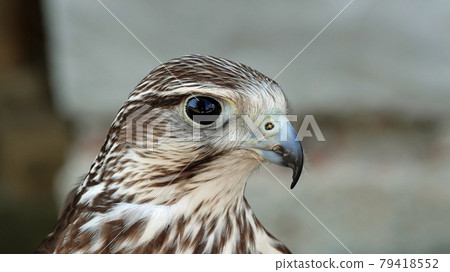 Close-up of a kestrel predator's head Close-up of a kestrel predator's head 79418552