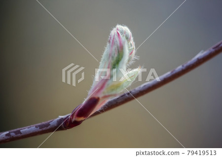 The first leaves and buds in spring. The buds of lilac open in early spring. 79419513
