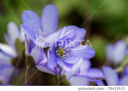 Beautiful spring blue flowers, close-up. Spring summer floral background Beautiful spring blue flowers, close-up. Spring summer floral background 79419515