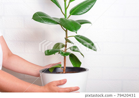 Woman holding white pot with large plant.  79420431