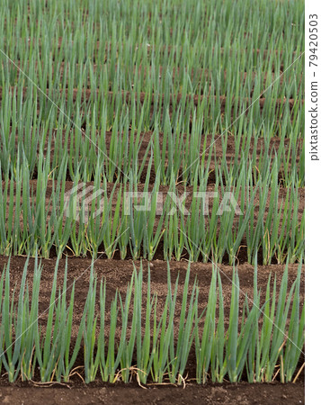 Naganagi vineyard Naganagi vineyard 79420503