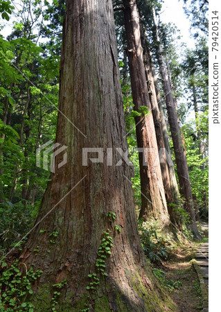 Cedar trees of Haguroyama Cedar trees of Haguroyama 79420514