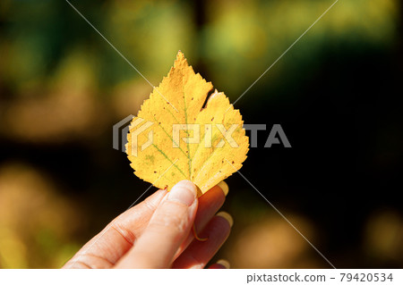 Closeup natural autumn fall view woman hands holding yellow leaf on dark park background. Inspirational nature october or september wallpaper. Change of seasons concept. 79420534