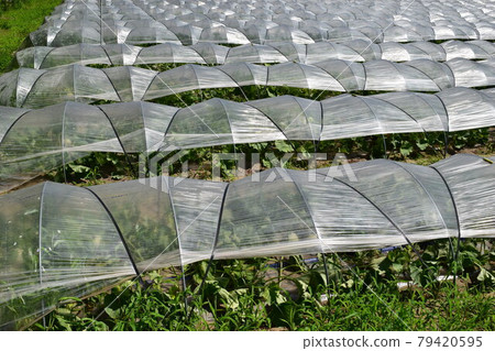 Tunnel cultivation Greenhouse cultivation Tunnel cultivation Greenhouse cultivation 79420595