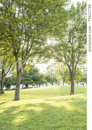 A walk through the grass in the park 79421796