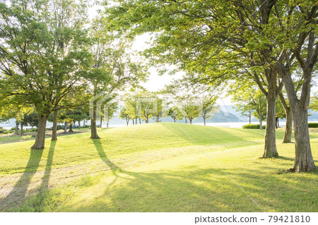 A walk through the grass in the park 79421810
