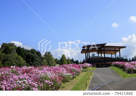 Cosmos field that shines in the clear autumn sky 79421988