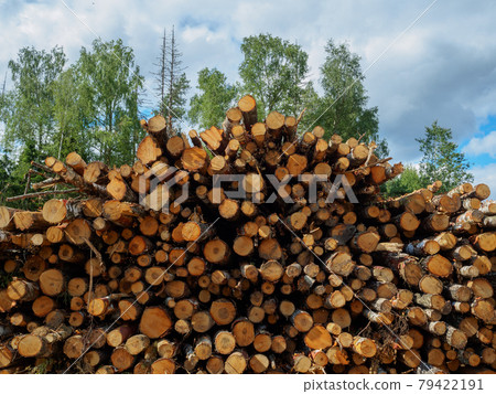 Sawed tree trunks lie in a large pile near the forest in summer Sawed tree trunks lie in a large pile near the forest in summer 79422191