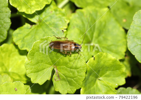 Molybirdle蟑螂 79422196