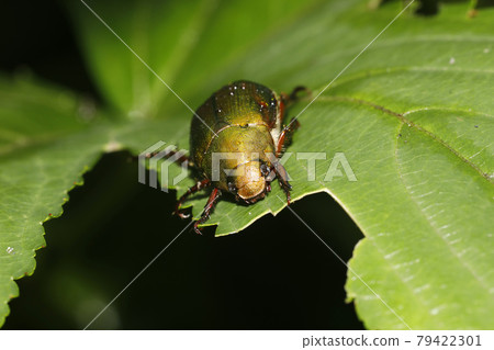 很棒的玻璃 79422301