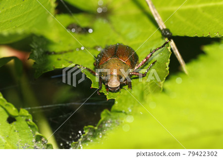 很棒的玻璃 79422302