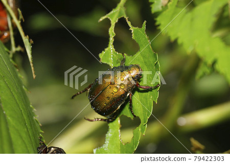 很棒的玻璃 79422303