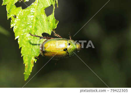 很棒的玻璃 79422305