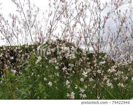高拉白花 高拉白花 79422948