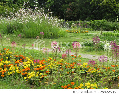 Gaura、萬壽菊和奶油花 Gaura、萬壽菊和奶油花 79422949