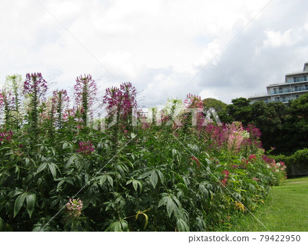 Cleome 紫色和白色的花朵 Cleome 紫色和白色的花朵 79422950