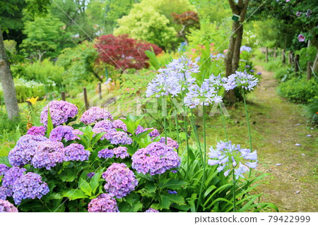 Agapanthus flower Agapanthus flower 79422999