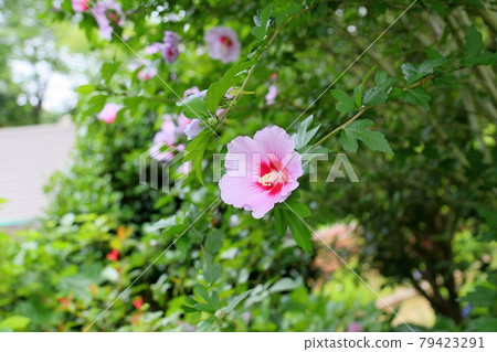 Mukugawa no Hana 79423291