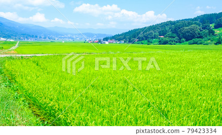 Summer countryside scenery 79423334
