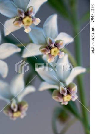 白色背景上的白色可愛花朵 白色背景上的白色可愛花朵 79423338
