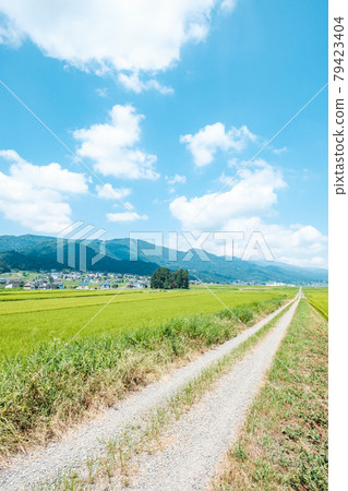 Summer countryside scenery 79423404