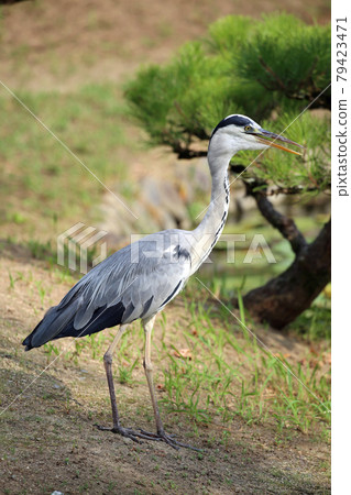 大藍鷺 79423471
