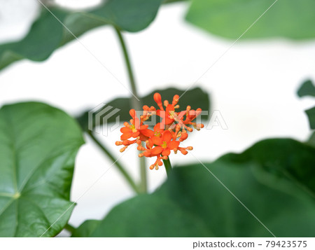 三藩市 三藩市 79423575