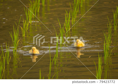 Aigamo cleaning rice fields (duck farming method) Aigamo cleaning rice fields (duck farming method) 79423772