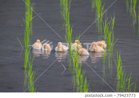 Aigamo在稻田裡說話（養鴨法） 79423773