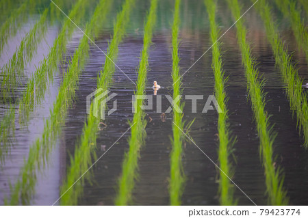 Duck cleaning rice fields 79423774