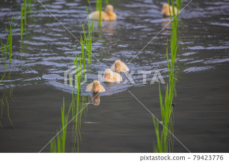 排隊清理稻田的鴨子 79423776