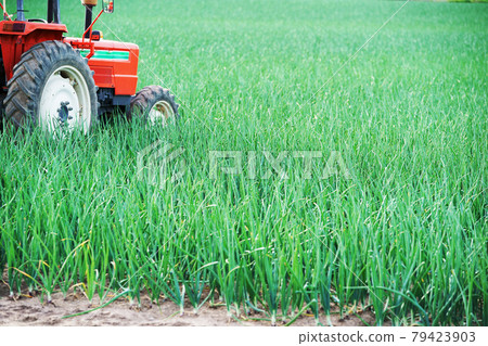 Onion field and tractor agricultural products Hokkaido 79423903