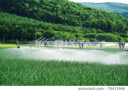 Watering onion fields Agricultural products Hokkaido 79423906