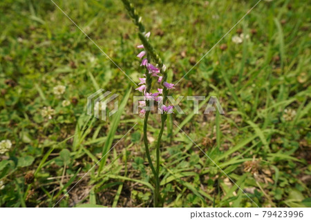 Screw flowers 79423996