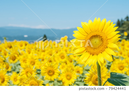 sunflower sunflower 79424441