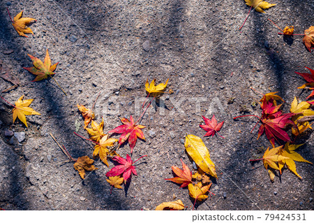 [Autumn image] Vivid autumn leaves 79424531